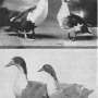 harry-m-lamon-ducks-and-geese-fig01.jpg