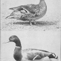 harry-m-lamon-ducks-and-geese-fig02.jpg