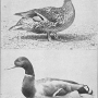 harry-m-lamon-ducks-and-geese-fig02_tn.jpg