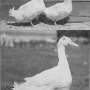 harry-m-lamon-ducks-and-geese-fig04.jpg