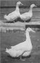 etext:h:harry-m-lamon-ducks-and-geese-fig04_tn.jpg