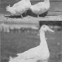 harry-m-lamon-ducks-and-geese-fig04_tn.jpg