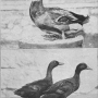 harry-m-lamon-ducks-and-geese-fig05.jpg