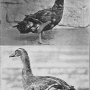 harry-m-lamon-ducks-and-geese-fig06.jpg