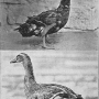 harry-m-lamon-ducks-and-geese-fig06_tn.jpg