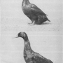 harry-m-lamon-ducks-and-geese-fig07.jpg