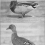 harry-m-lamon-ducks-and-geese-fig08.jpg