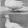 harry-m-lamon-ducks-and-geese-fig09_tn.jpg