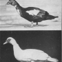 harry-m-lamon-ducks-and-geese-fig10.jpg