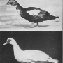 harry-m-lamon-ducks-and-geese-fig10_tn.jpg