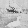 harry-m-lamon-ducks-and-geese-fig11_tn.jpg