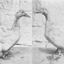 harry-m-lamon-ducks-and-geese-fig13.jpg