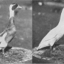 harry-m-lamon-ducks-and-geese-fig14.jpg
