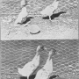 harry-m-lamon-ducks-and-geese-fig29.jpg