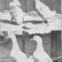 harry-m-lamon-ducks-and-geese-fig30.jpg