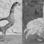 harry-m-lamon-ducks-and-geese-fig50.jpg