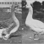 harry-m-lamon-ducks-and-geese-fig51.jpg