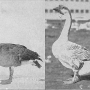 harry-m-lamon-ducks-and-geese-fig52_tn.jpg