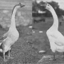 harry-m-lamon-ducks-and-geese-fig53.jpg