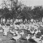 harry-m-lamon-ducks-and-geese-fig55.jpg