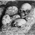 henry-osborn-men-of-the-old-stone-age-fig254.jpg