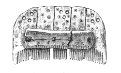 Fig. 234.â€”Round-backed Comb of Bone from Broch of Burrian (half actual size).