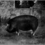 sanders-spencer-the-pigs-imagep032_0001_tn.jpg