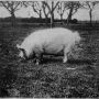 sanders-spencer-the-pigs-imagep049_0001.jpg