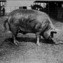 sanders-spencer-the-pigs-imagep064_0001.jpg