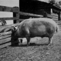 sanders-spencer-the-pigs-imagep080_0001_tn.jpg