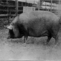 sanders-spencer-the-pigs-imagep081_0001.jpg