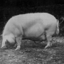 sanders-spencer-the-pigs-imagep113_0001_tn.jpg