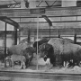 william-hornaday-extermination-american-bison-002.jpg