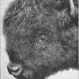 william-hornaday-extermination-american-bison-003.jpg