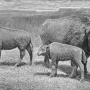william-hornaday-extermination-american-bison-005.jpg
