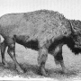 william-hornaday-extermination-american-bison-006.jpg