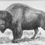 william-hornaday-extermination-american-bison-007.jpg