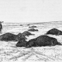 william-hornaday-extermination-american-bison-012.jpg