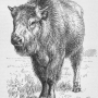 william-hornaday-extermination-american-bison-014.jpg