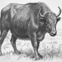 william-hornaday-extermination-american-bison-015.jpg