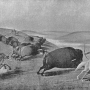william-hornaday-extermination-american-bison-018.jpg