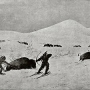 william-hornaday-extermination-american-bison-021.jpg