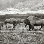 william-hornaday-extermination-american-bison-024.jpg