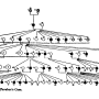 william-kellicott-social-direction-of-human-evolution-fig13.png