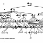 william-kellicott-social-direction-of-human-evolution-fig23.png