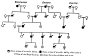 etext:w:william-kellicott-social-direction-of-human-evolution-fig28.png