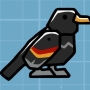 cacique-bird.jpg