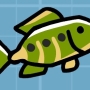 flagfish.jpg