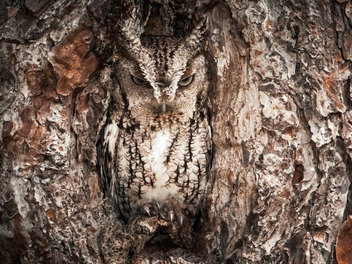 Owl Camoflauge