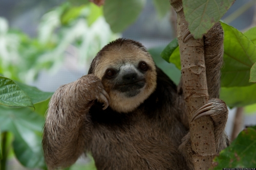 The Thinking Man's Sloth